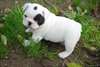 A donner chiot femelle type Bouledogue français