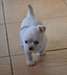 A donner chiot femelle type chihuahua