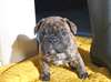 Adorable chiots bulldog français de Noël.