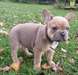 A donner Femelle bouledogue français blue fawn and
