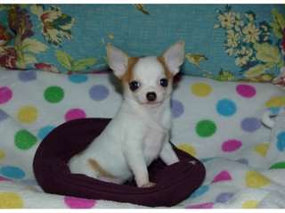 A donner mon chiot chihuahua femelle non lof