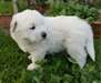 Chiot Montagne des Pyrénées