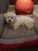 chiot de race bichon maltais