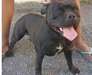Staffordshire bull terrier à donner en urgence