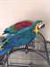 Macaw Parrot bleu et or et Fertile Eggs Pour ..