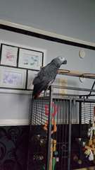 African Grey &#224; vendre