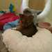 Pomchi chiot à la recherche d'une nouvelle maison