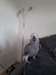Couple de perroquet gris du gabon &#233;lev&#233;s &#224; la mais - photo 3