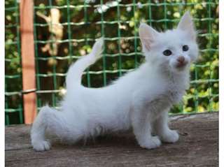 A donner tr&#232;s belle jolie b&#233;b&#233; chaton blanche