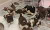 Les chiots St Bernard, les parents testés en santé