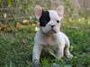 bouledogue français non lof