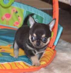 Tr&#232;s beau Chiot Chihuahua a donner