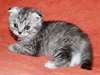 agnifique chaton british shorthair LOOF M&#226;le - photo 1