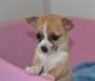 A donner magnifique  chiot chihuahua