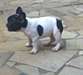 bouledogue francais