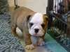 3 chiots bulldog anglais à donner