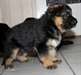 chiot type berger adorable allemand a donn&#233; - photo 1