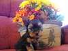 Yorkshire Terrier Chiots à vendre