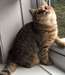 Chaton de Selkirk Rex
