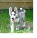 TRES BEAUX CHIOTS SIBERIAN HUSKY DISPONIBLE
