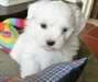 Coton De Tulear chiots à vendre