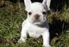 superbes chiots bouledogue francais a l'adoption