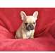 Un chiot bouledogue français pedigre