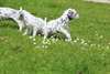 Adorable chiots dalmatien