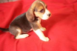 Magnifique chiot beagle femelle &#224; donner