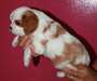 jolie femelle cavalier king charles