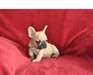 Un chiot bouledogue Anglais pedigre