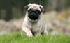 superbes chiots pug pour donnee a l'adoption