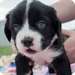 sublime chiot border coolie pour adoption