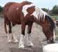Poney pie bai tobiano