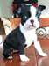 Boston Terrier de très grande qualité