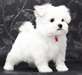 12 weeks old Mini Maltese pups - photo 1