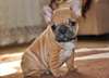 formidables chiots bouledogue francais pour donner
