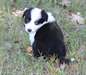 manifiques chiots boder colie pour adoption