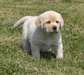 top chiots labardor pour donner