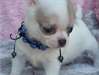 JE DONNER ADORABLE chihuahua  FEMELLE