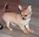 Don gratuitement chiot femelle chihuahua