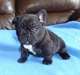 a donner chiot bouledogue francais