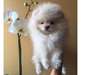 Donne Spitz pomeranian Blanc crème nain