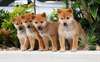 JOLIS CHIOTS AKITA INU NON LOF