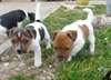 Chiots  JACK RUSSELL