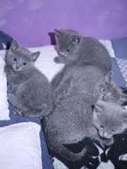 Magnifique chatons Bleu russe pour adoption ..