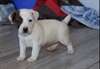 chiot jack russel femelle