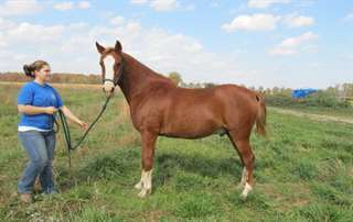 Quarter Horse Cheval Hongre