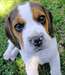 Adorable femelle beagle - photo 1
