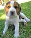 Adorable femelle beagle - photo 2